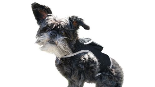 Heavy Duty GSM Pet GPS Tracking System Pet Tracker Rechargeable Collar Mount Tracker Size:XXL