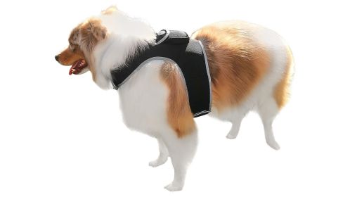 Lightweight Waterproof Cat GPS Tracking Collar w/ Rechargeable Battery Size:XXL